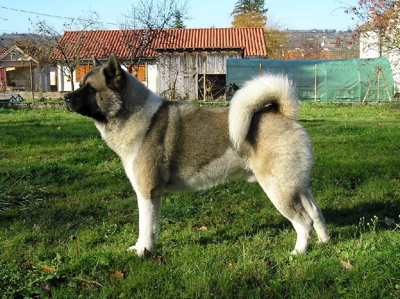 Igor (hatchi) Imperial Dog