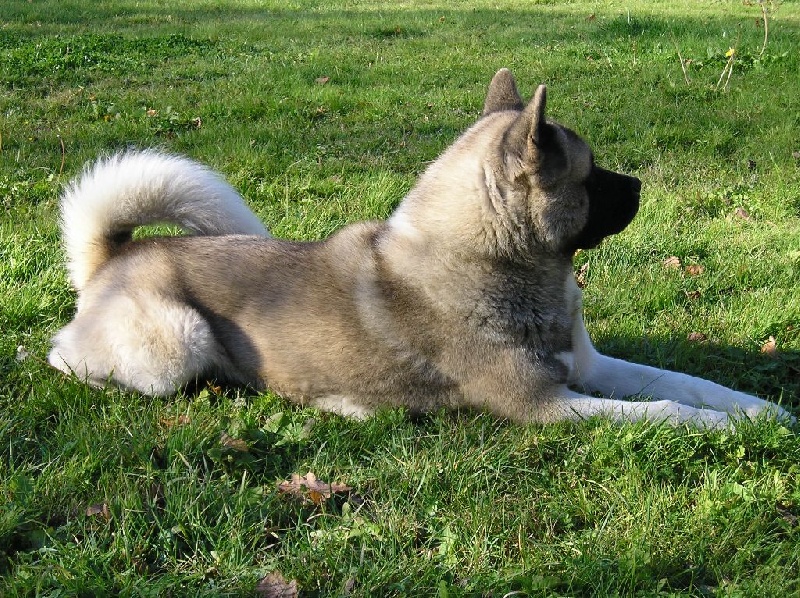 Igor (hatchi) Imperial Dog