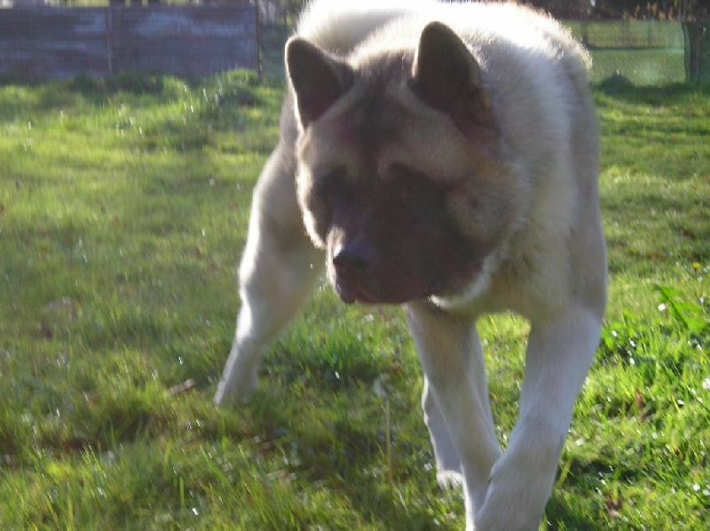 Igor (hatchi) Imperial Dog