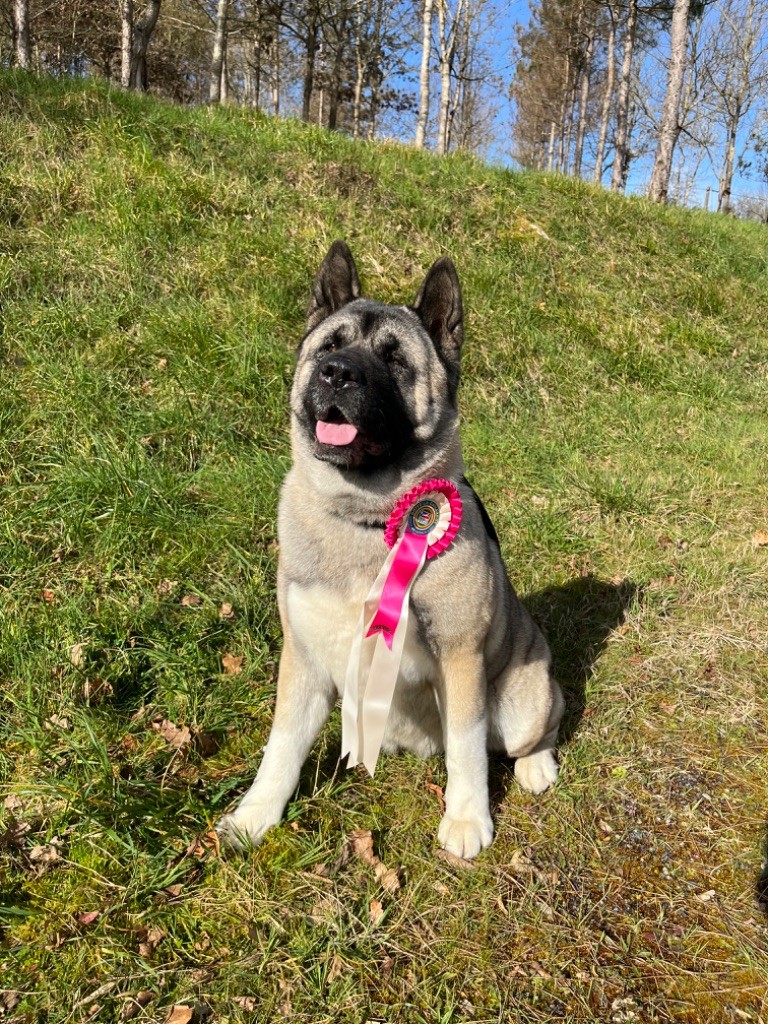 Talia Du Domaine Des Loups Légendaires